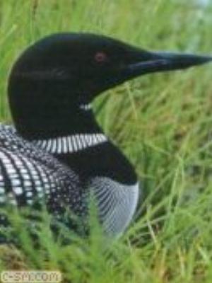 0040jeromobi.jpg Animals