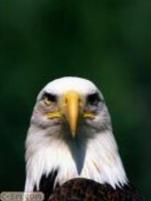 0041jeromobi.jpg Animals