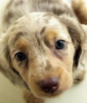 00431Animals.jpg Animals