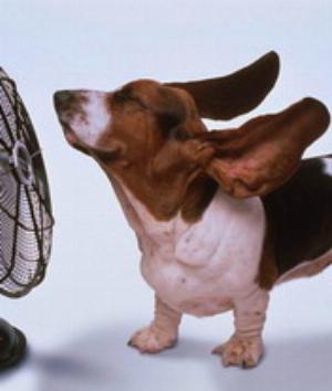 00441Animals.jpg Animals