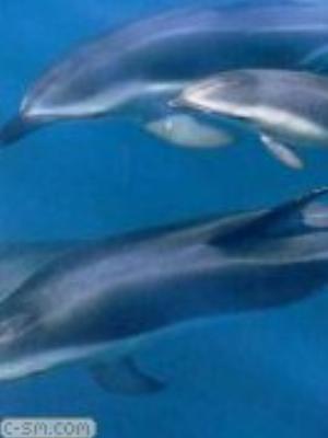 0044jeromobi.jpg Animals