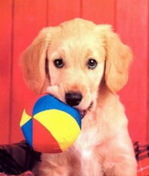 00451Animals.jpg Animals