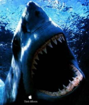 00481Animals.jpg Animals