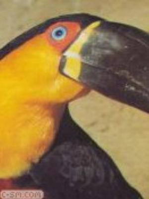 0048jeromobi.jpg Animals