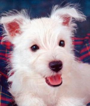 00491Animals.jpg Animals