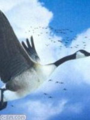 0049jeromobi.jpg Animals