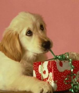 00501Animals.jpg Animals