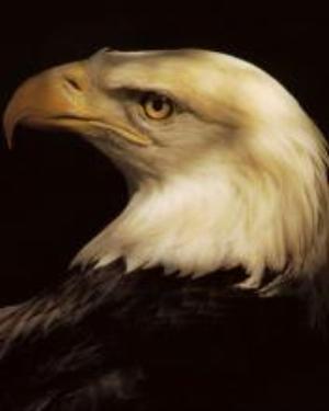 0050animal.jpg Animals