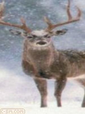 0050jeromobi.jpg Animals