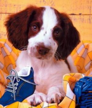 00511Animals.jpg Animals