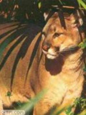 0051jeromobi.jpg Animals