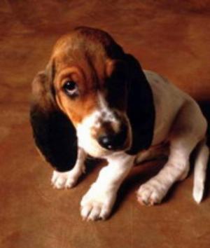 00531Animals.jpg Animals