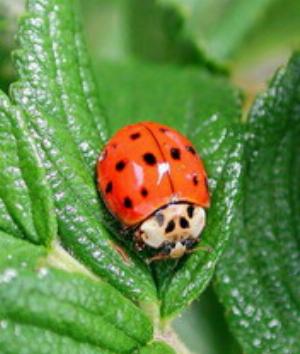 00541Animals.jpg Animals