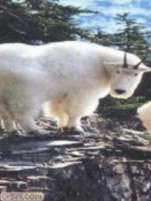 0054jeromobi.jpg Animals