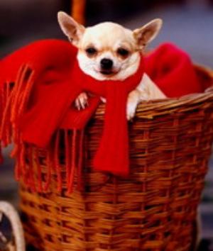 00551Animals.jpg Animals