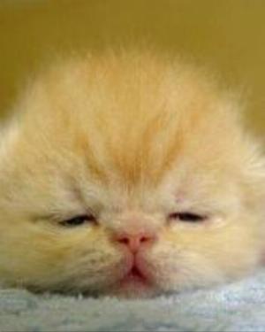 0055animal.jpg Animals