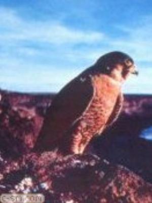 0055jeromobi.jpg Animals