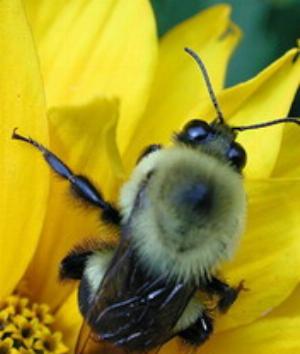 00561Animals.jpg Animals