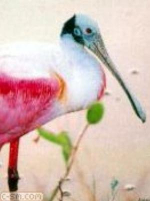 0056jeromobi.jpg Animals