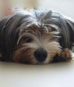 00581Animals.jpg Animals