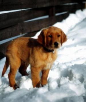 00591Animals.jpg Animals