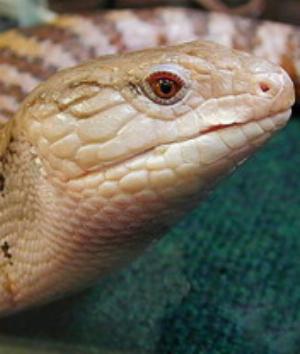 00601Animals.jpg Animals