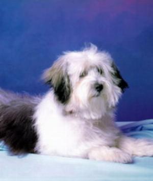 00611Animals.jpg Animals