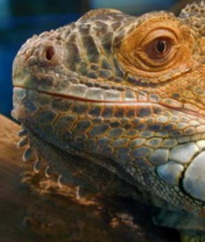 00621Animals.jpg Animals