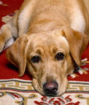 00631Animals.jpg Animals