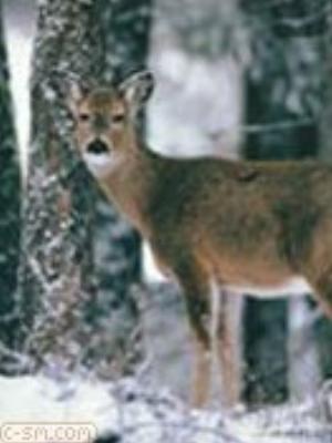 0063jeromobi.jpg Animals