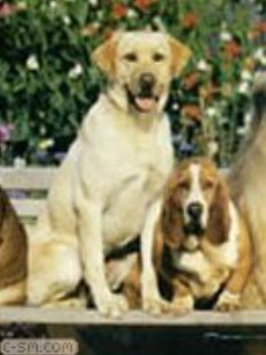 0064jeromobi.jpg Animals