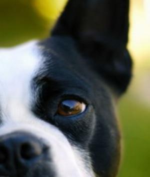 00651Animals.jpg Animals