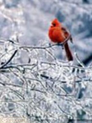 0065jeromobi.jpg Animals