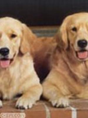 0066jeromobi.jpg Animals