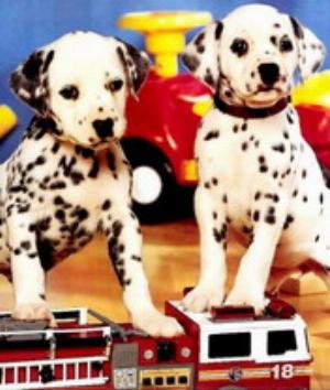 00691Animals.jpg Animals