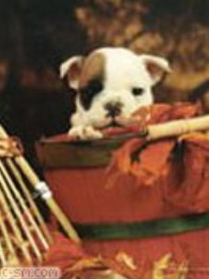 0069jeromobi.jpg Animals