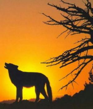 00701Animals.jpg Animals