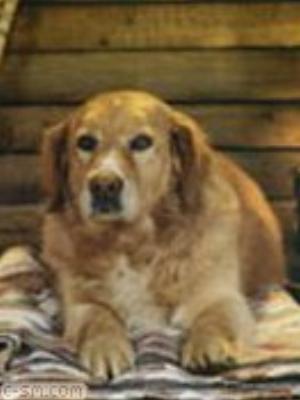 0070jeromobi.jpg Animals