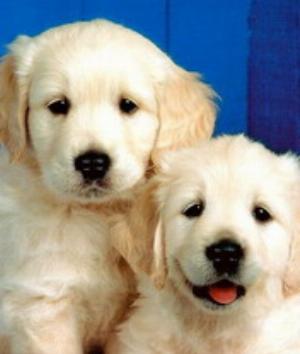 00711Animals.jpg Animals