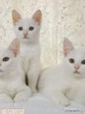 0071jeromobi.jpg Animals