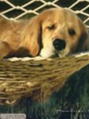 0072jeromobi.jpg Animals