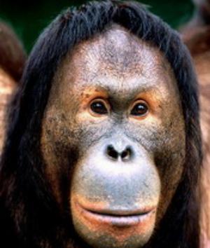 00741Animals.jpg Animals