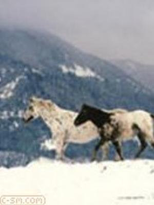 0074jeromobi.jpg Animals