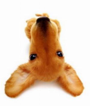 00751Animals.jpg Animals