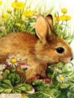 0075jeromobi.jpg Animals