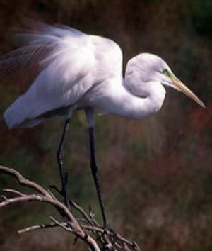 00761Animals.jpg Animals