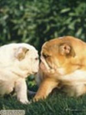 0076jeromobi.jpg Animals