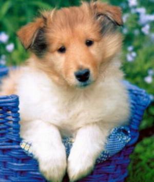 00771Animals.jpg Animals