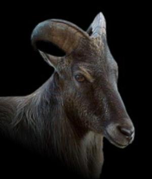 00781Animals.jpg Animals