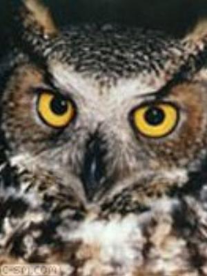 0078jeromobi.jpg Animals